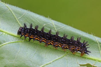 Silvery Checkerspot caterpillar